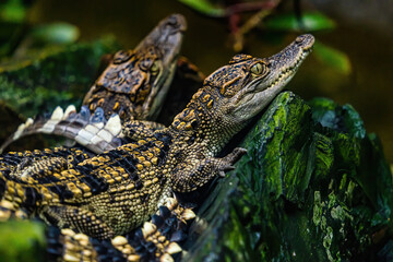 a small caimans - crocodiles on a log and rock on a sunny day. It live throughout the tropics in Africa, Asia, the Americas and Australia. Wildlife and animal concept.