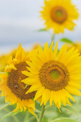 Fototapeta premium 兵庫県 小野市 ひまわりの丘公園