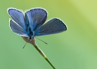 The common blue butterfly Polyommatus icarus on a summer day in the early morning