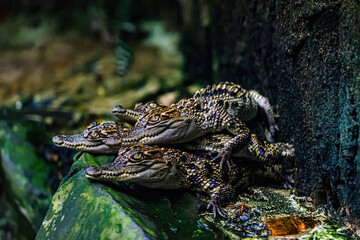 Fototapeta premium a small caimans - crocodiles on a log and rock on a sunny day. It live throughout the tropics in Africa, Asia, the Americas and Australia. Wildlife and animal concept.