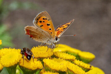 papillon fleur butine nature 
