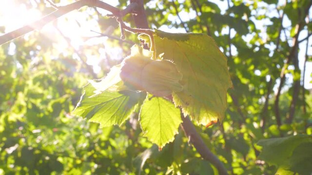 Hazelnuts ripen on a tree branch in farm garden with sunbeams. Nuts is a good source of dietary fiber, protein and vitamins for healthy weight loss diet. Organic eco hazel growing in home backyard 4K.