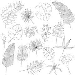 Set of tropical palm leaves, black silhouettes isolated on white background. Vector