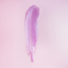 Pink bird feather on pastel background