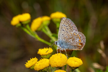 argus bleu fleur sauvage 
