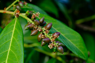 Giftige Beeren und grüne Blätter von einem Strauch Lorbeerkirsche / Kirchlorbeer (Lat.: Prunus laurocerasus) im Garten