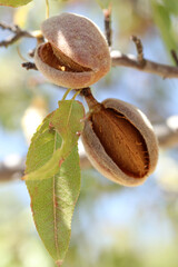 ripe almonds on the branch