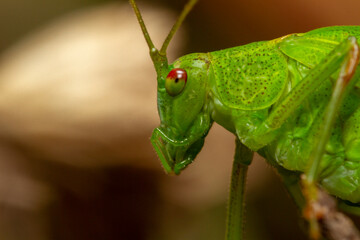 tete gros plan sauterelle 