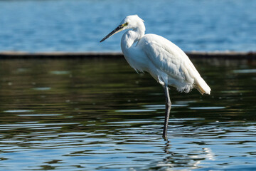 Little Egret Egretta garzetta Costa Ballena Cadiz