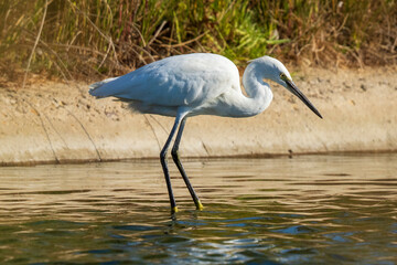 Little Egret Egretta garzetta Costa Ballena Cadiz