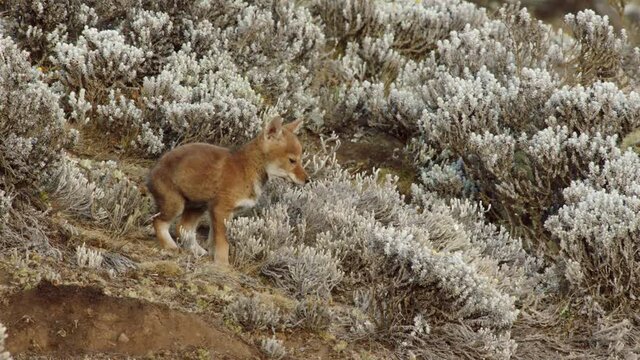 Ethiopian wolf cubs playing with each other, Guassa, Ethiopia