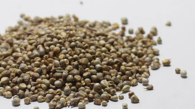 Pearl millet with selective focus