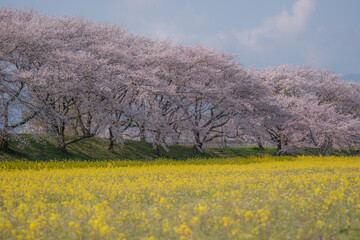 桜と菜の花