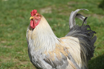 gallo gallina pollo penne gallo gallina becco artigli gallo che canta 