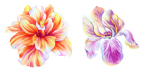 Flowers watercolor illustration.Manual composition.Big Set watercolor elements.