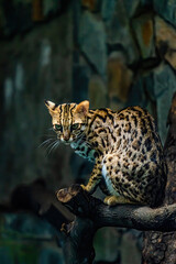Leopard cat close up on tree, Vietnam. Selective focus.