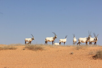 Arabian Oryx