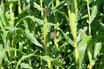 corn field in spring