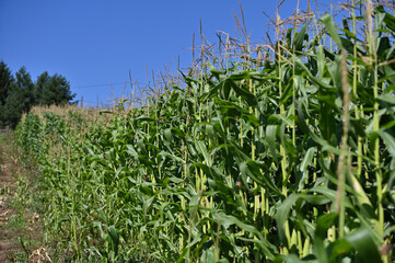 corn field 