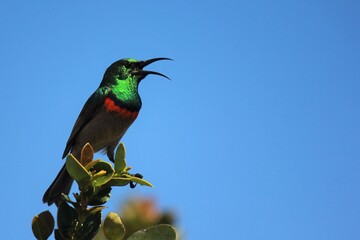 Southern double-collared sunbird