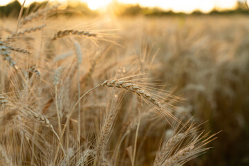 Agricultural field. Ripe ears of wheat on the background of the sunset. The concept of a rich harvest.