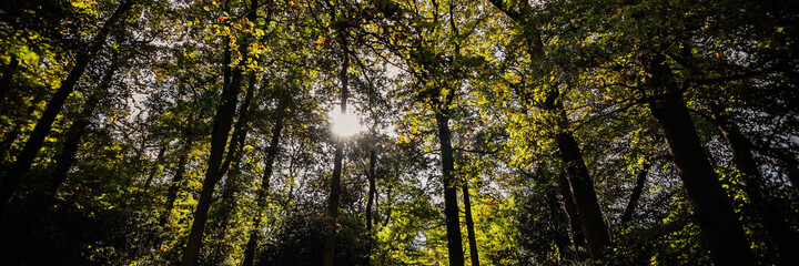 panoramic image of a forest trail in summer
