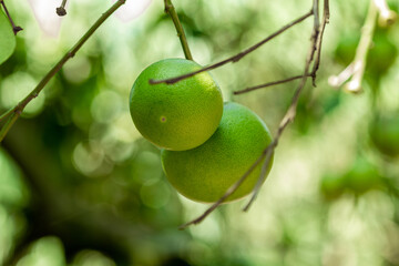 Two green lemons weigh in close-up on a lemon tree.