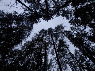 trees in the night forest