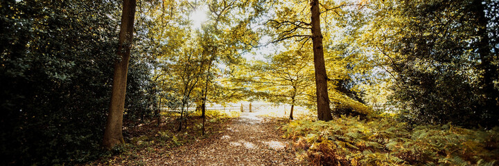 panoramic image of a forest trail in summer
