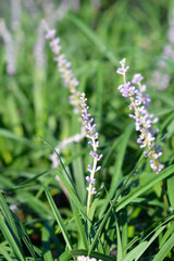 Big Blue Lily Turf