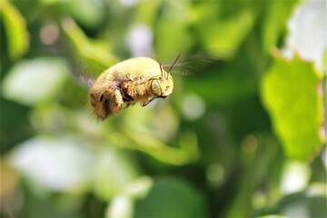 Carpenter bee