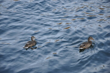 Two ducks swim on the river
