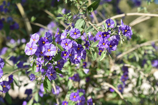 Lycianthes rantonnetii bleu au jardin en été