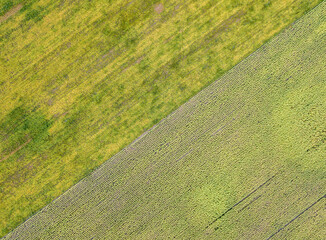 Aerial drone view. Ukrainian field of ripe sunflowers on a sunny day.
