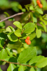Crossberry fruit