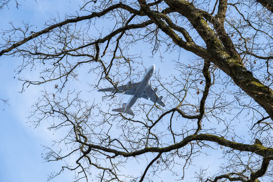 Airplane framed by tree