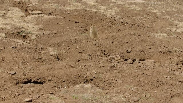 Big-headed African mole rat sitting in den, Ethiopia