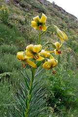Pyrenean Lily (Lilium pyrenaicum) in the mountains
