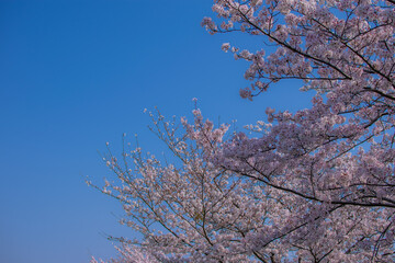 桜と青空