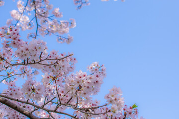 桜と青空