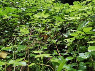 plants in the garden