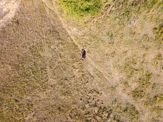 Cow in the meadow. Aerial top drone view