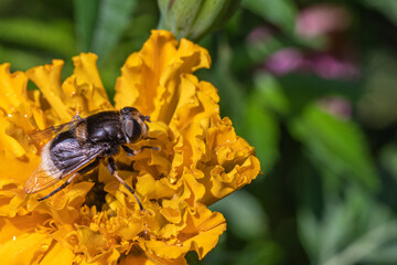 Close-up of a bee inside a yellow flower collecting pollen, selective focus, copy space