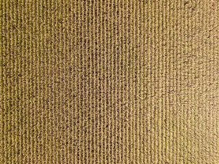 Aerial drone view. Ukrainian ripe cornfield on a sunny day.