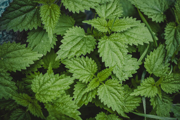 photo of nettle close-up, background nettle