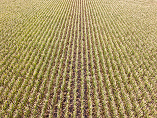 Aerial drone view. Ukrainian ripe cornfield on a sunny day.