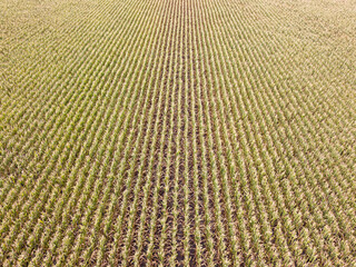 Aerial drone view. Ukrainian ripe cornfield on a sunny day.