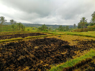 Rice field burned after the harvest, in the famous Jatiluwih rice terraces in Bali, Indonesia