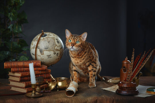 Bengal cat, vintage items, books and manuscripts on the table on a dark background. Space for your text. Concept of the Harry Potter universe