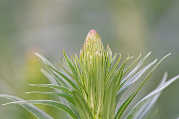 Newness -  new bud of Blue Veronica Flower